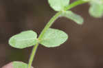 Small skullcap